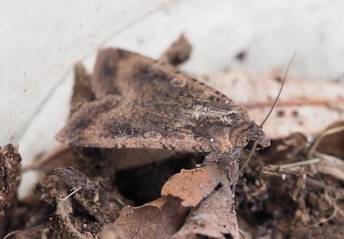 Réf. 243 081 : Peridroma saucia